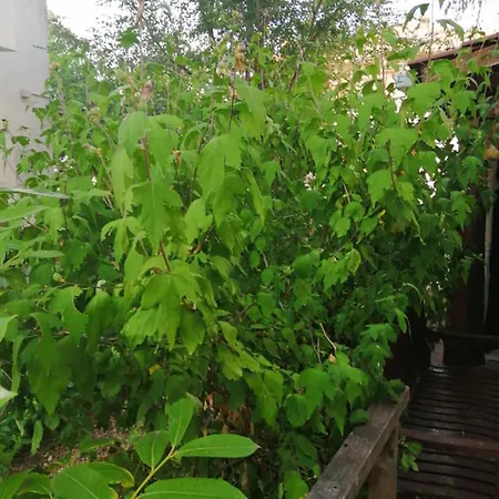 Charming Center Terrace & Parking